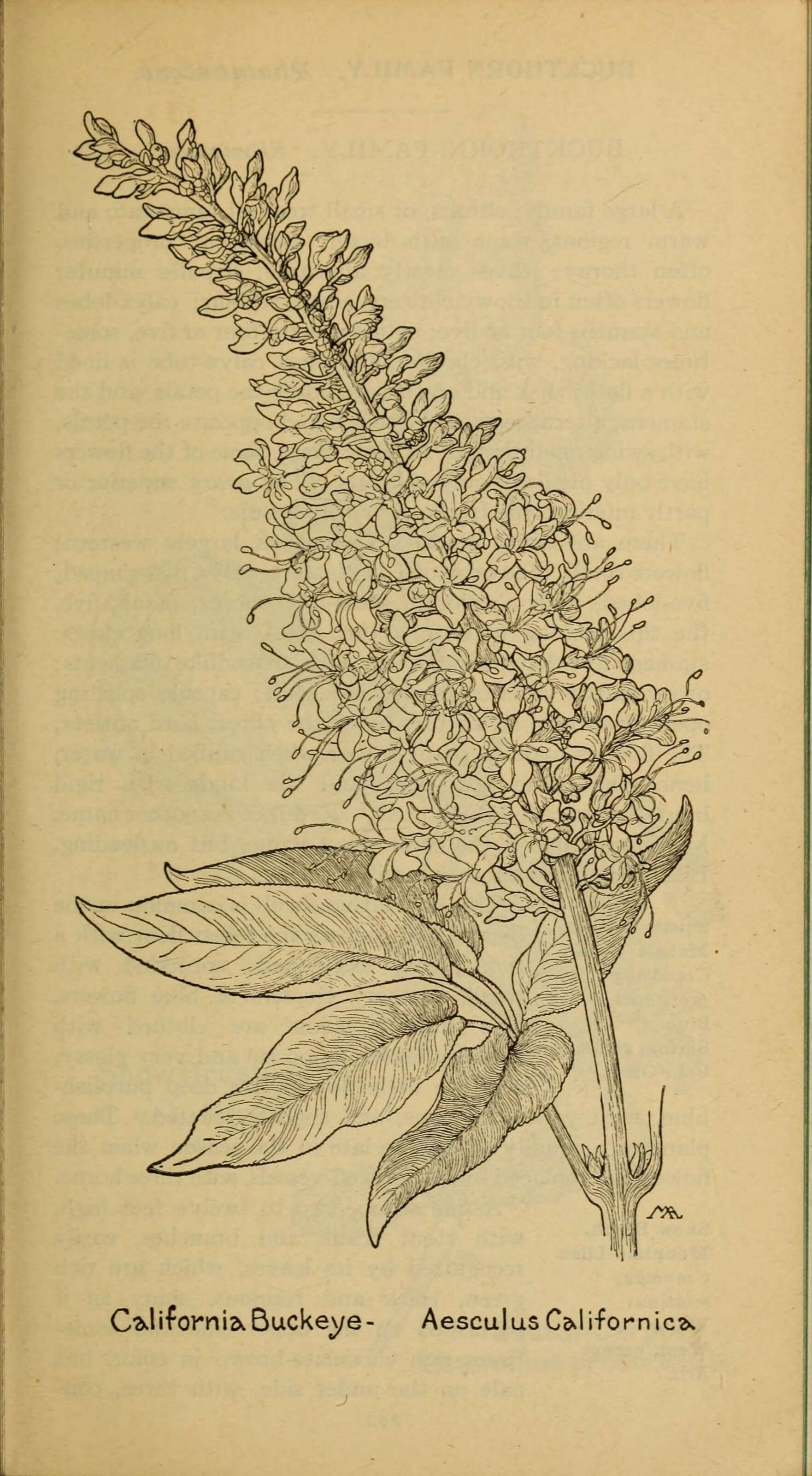 Aesculus californica (Spach) Nutt. resmi