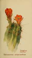 Image of Hedgehog Cactus