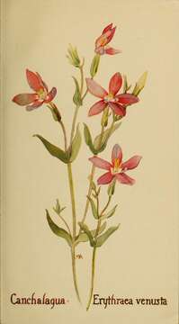 Image of charming centaury