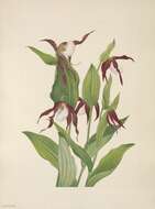 Image of Mountain lady's slipper