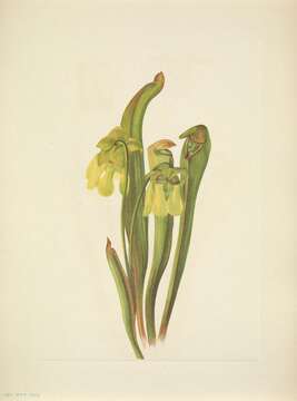 Image of Hooded Pitcherplant