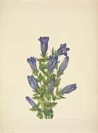 Image of Bog Gentian