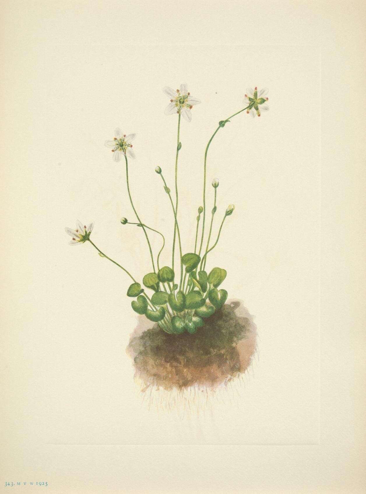 Image of saxifrage family