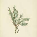 Image of Creeping juniper