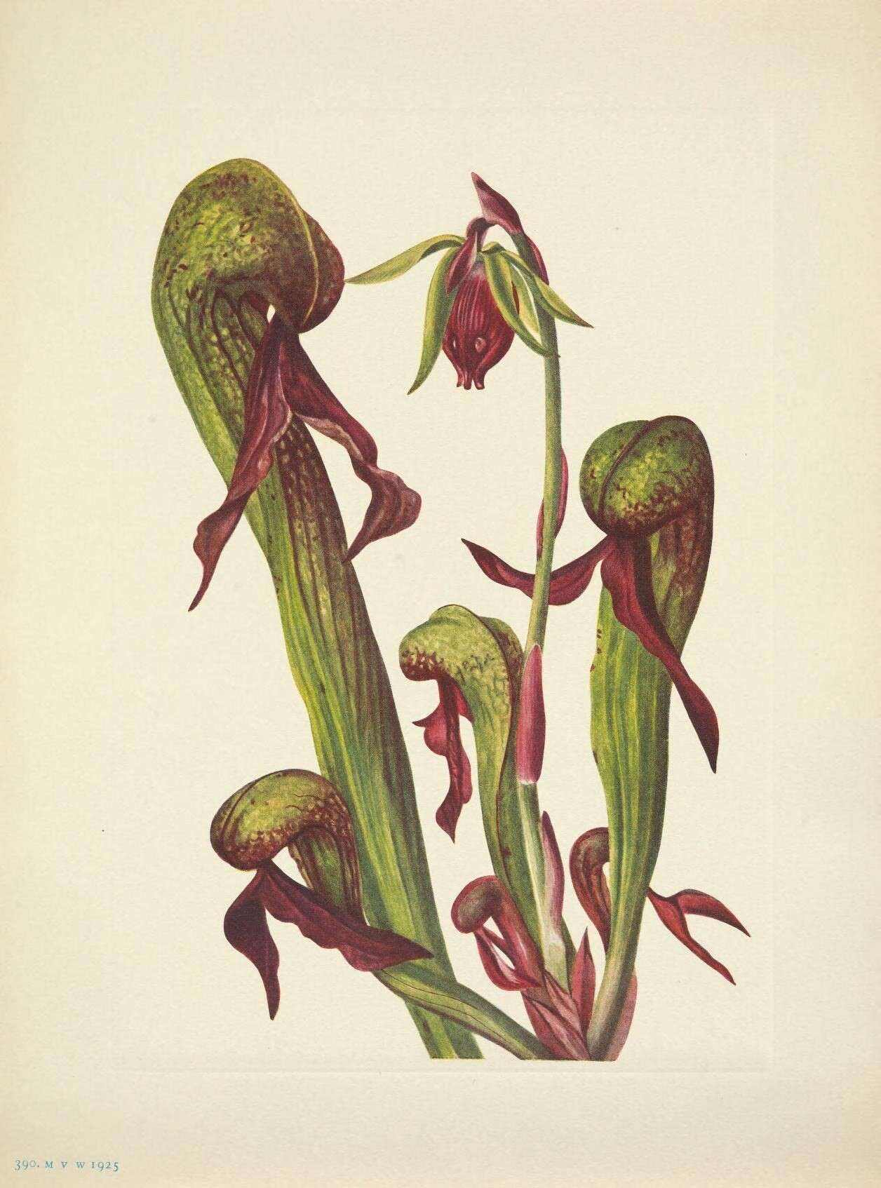 Image of pitcher plants