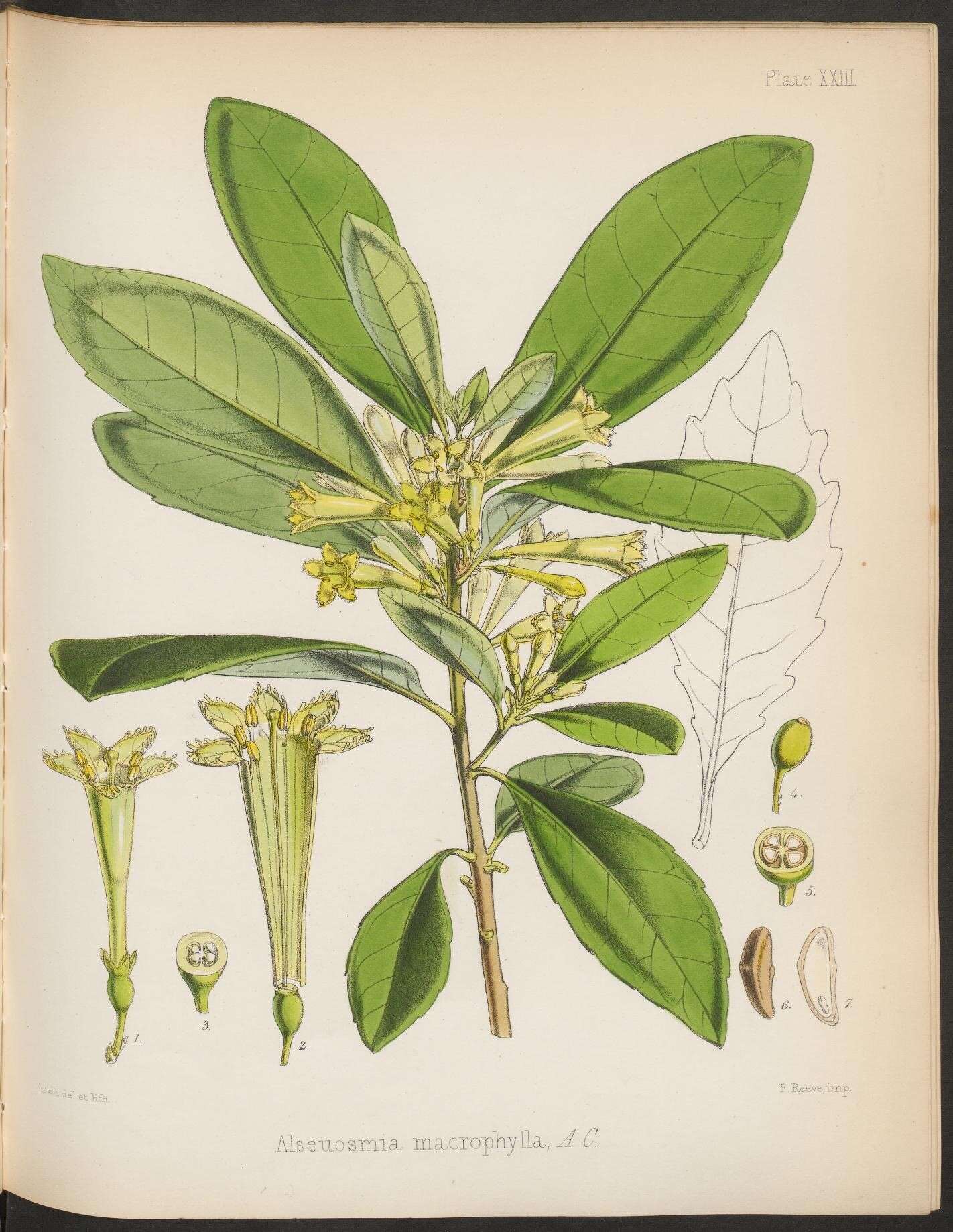 Image of Shrubby honeysuckle