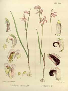 Caladenia carnea R. Br.的圖片