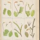 Image of Distichophyllum pulchellum Mitten 1882