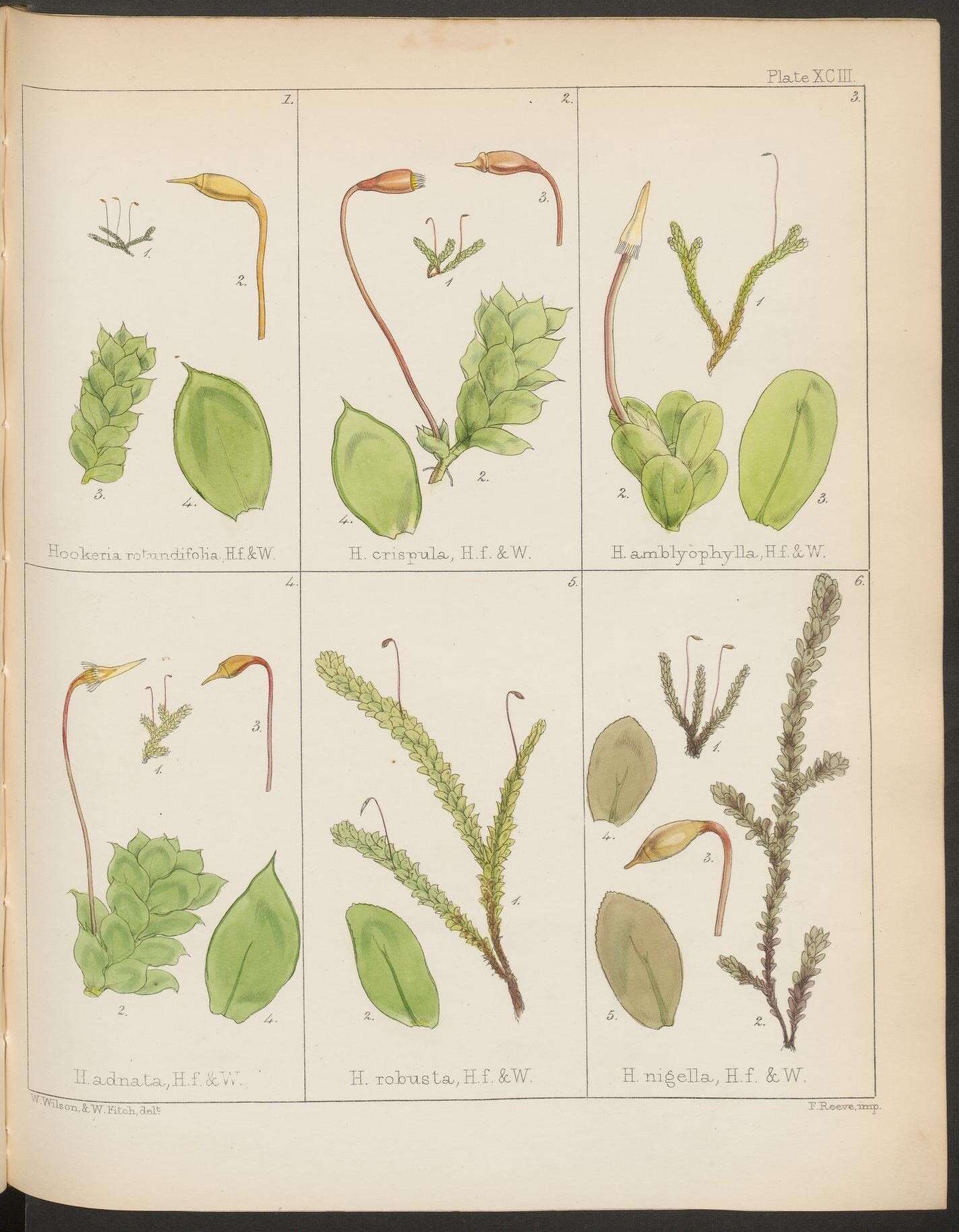 Image de Distichophyllum pulchellum Mitten 1882