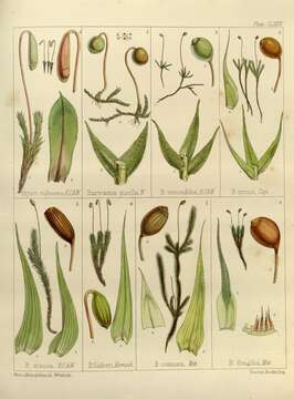 Image of Philonotis scabrifolia Braithwaite 1893