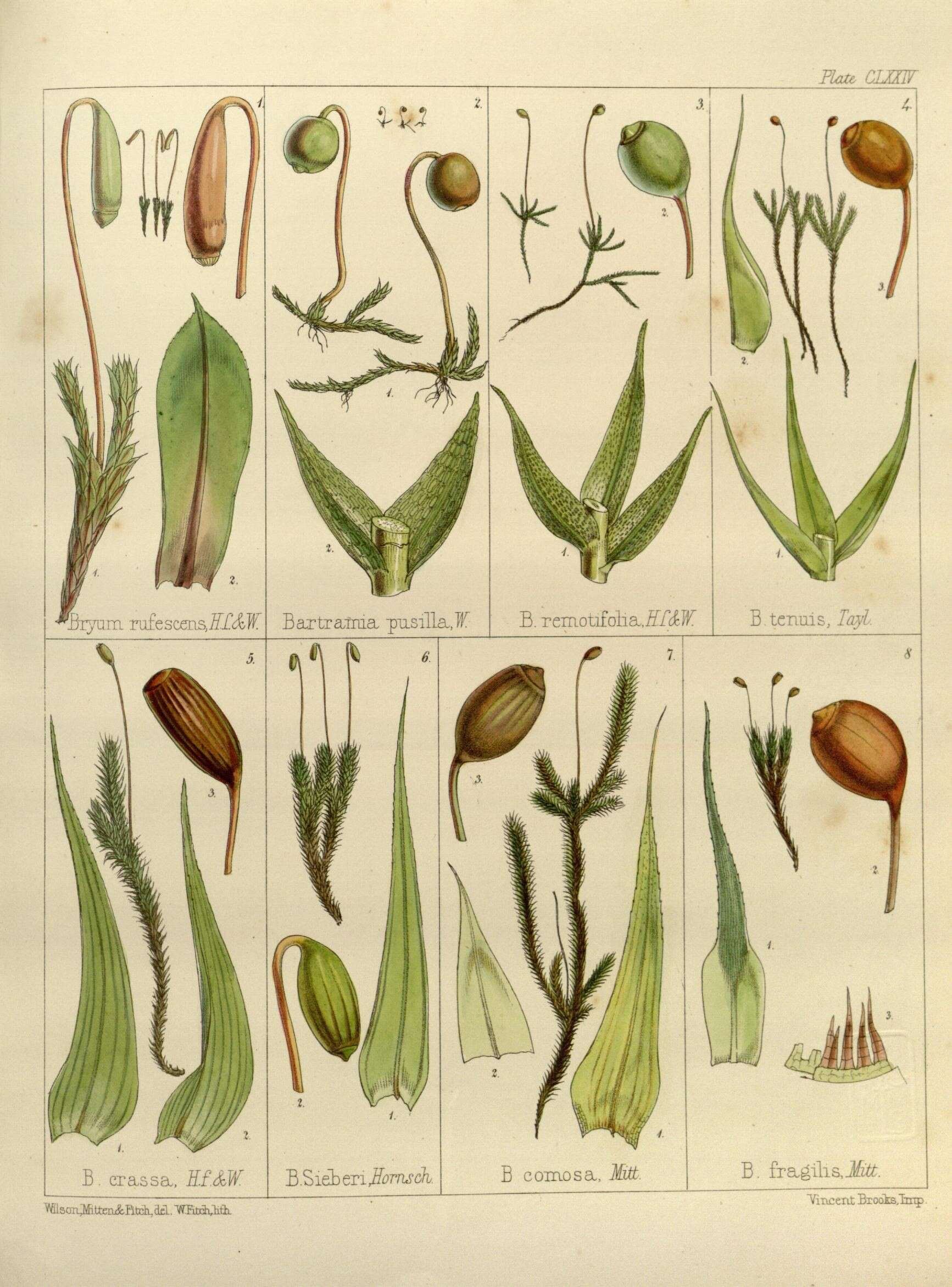 Image de Philonotis scabrifolia Braithwaite 1893