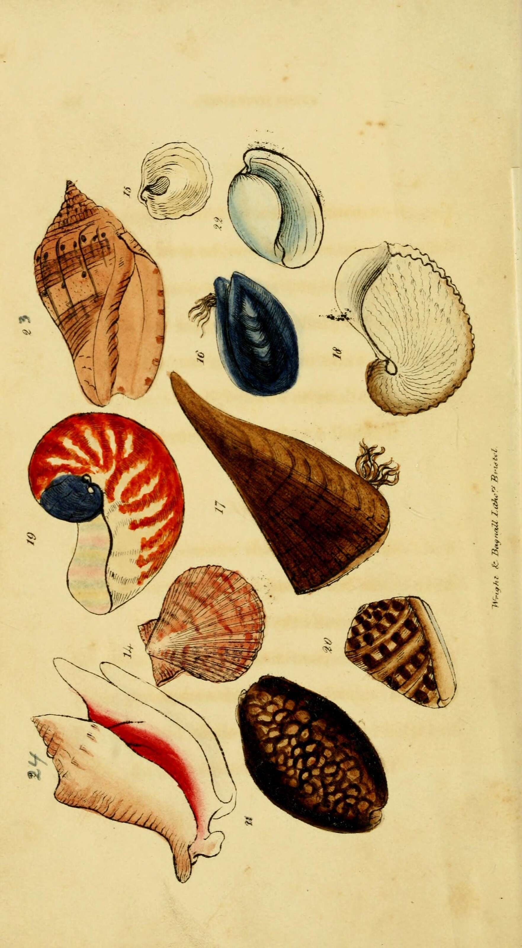 Plancia ëd Pecten maximus (Linnaeus 1758)