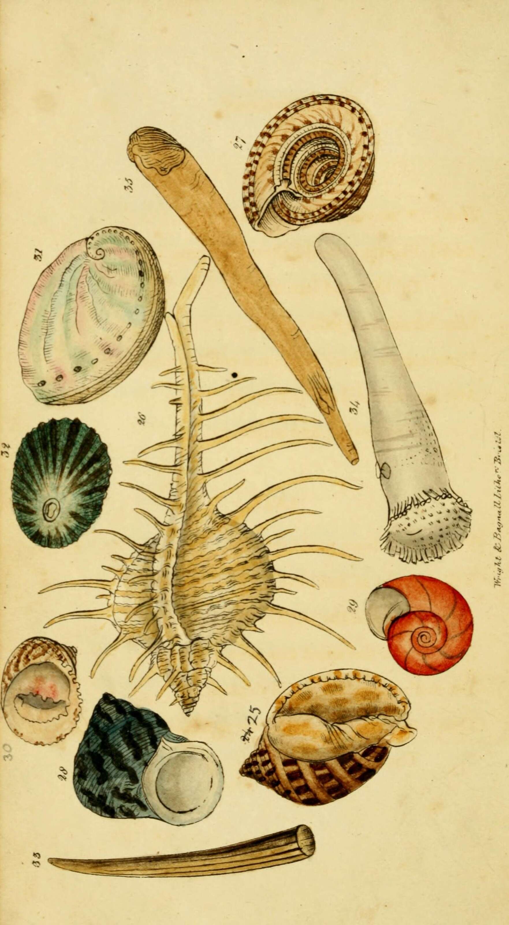 Image of Cittarium Philippi 1847