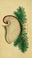 Image of argonauts and paper nautiluses