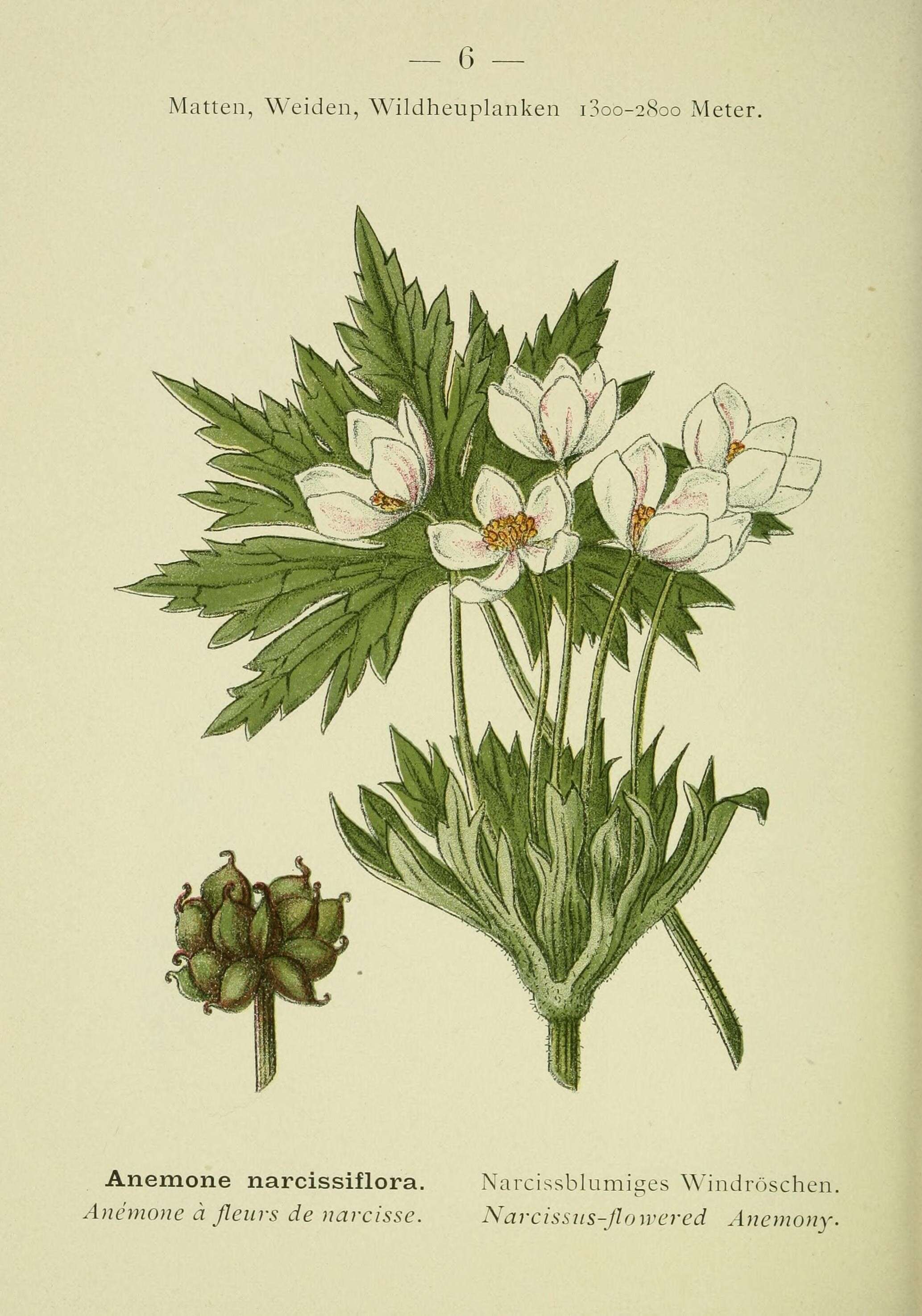 Image of Narcissus-Flower Thimbleweed