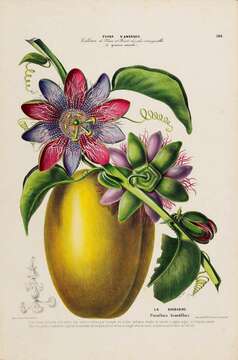 Imagem de Passiflora quadrangularis L.