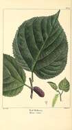 Image of fig family