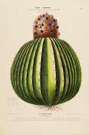 Image of melocactus