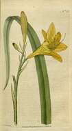 Image of lemon day-lily