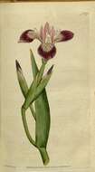 Image de blue flag iris versicolore