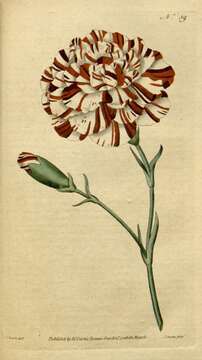 Image of carnation