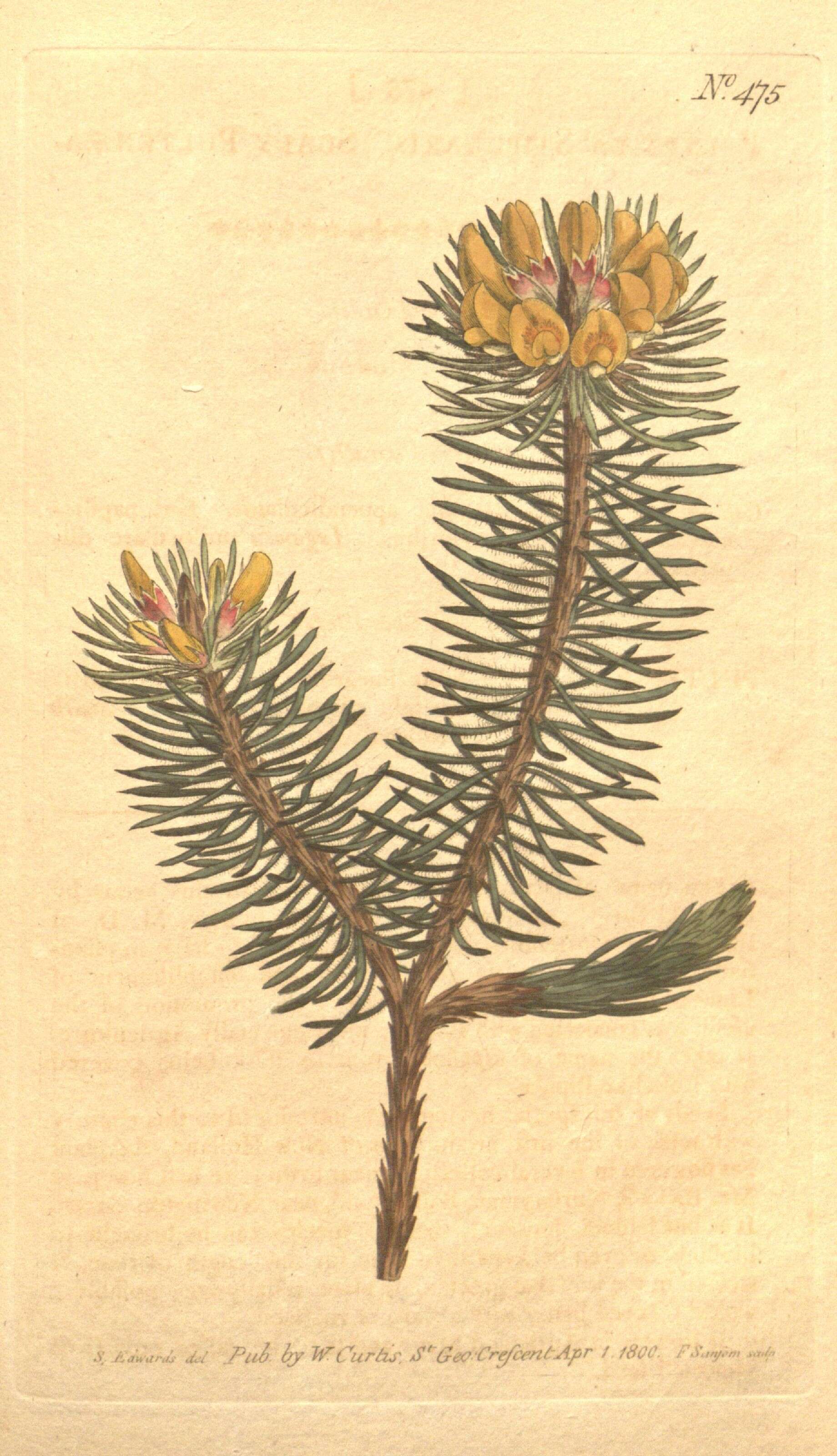 Image of Pultenaea stipularis Sm.