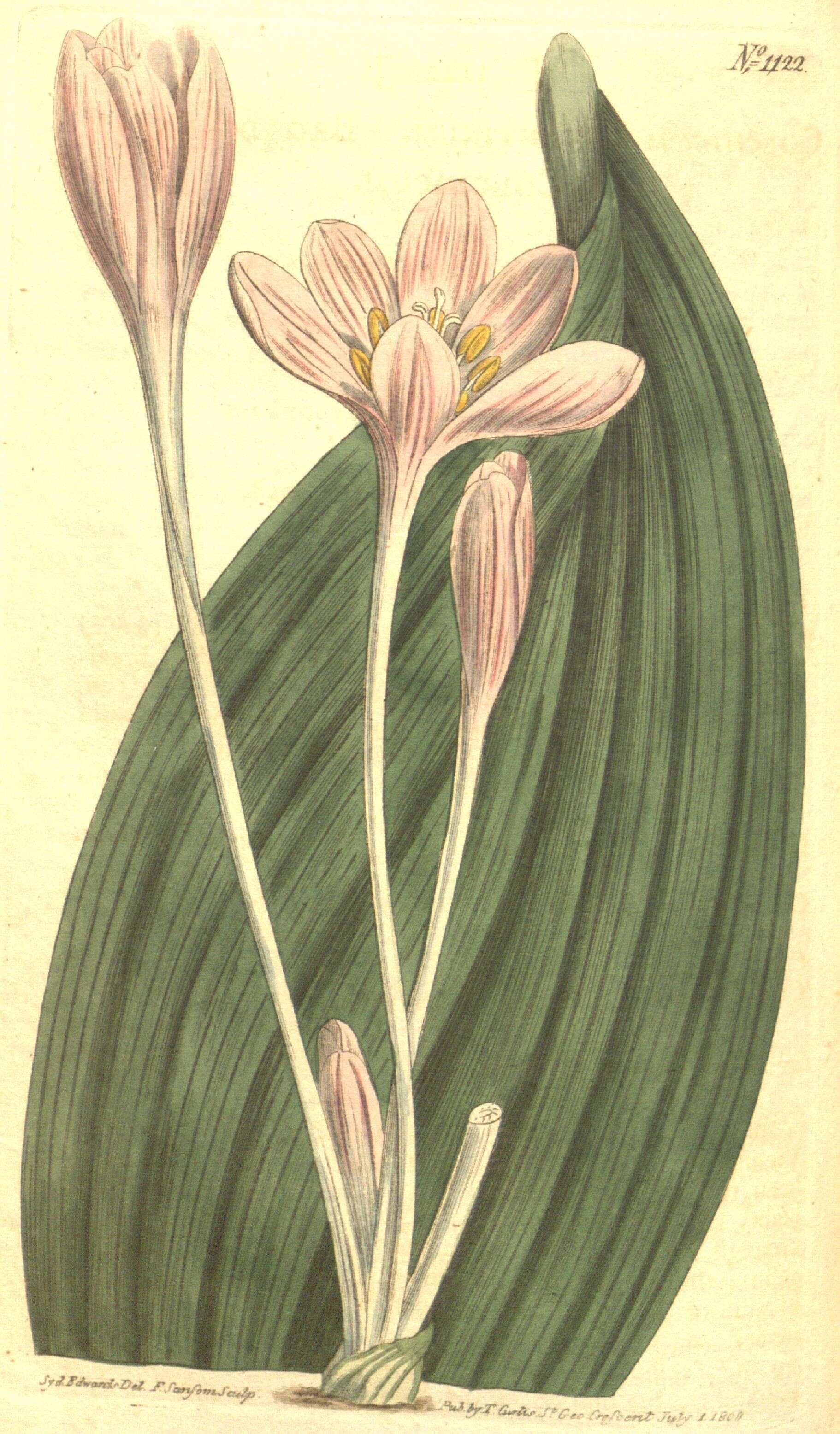 Image of Colchicum byzantinum Ker Gawl.