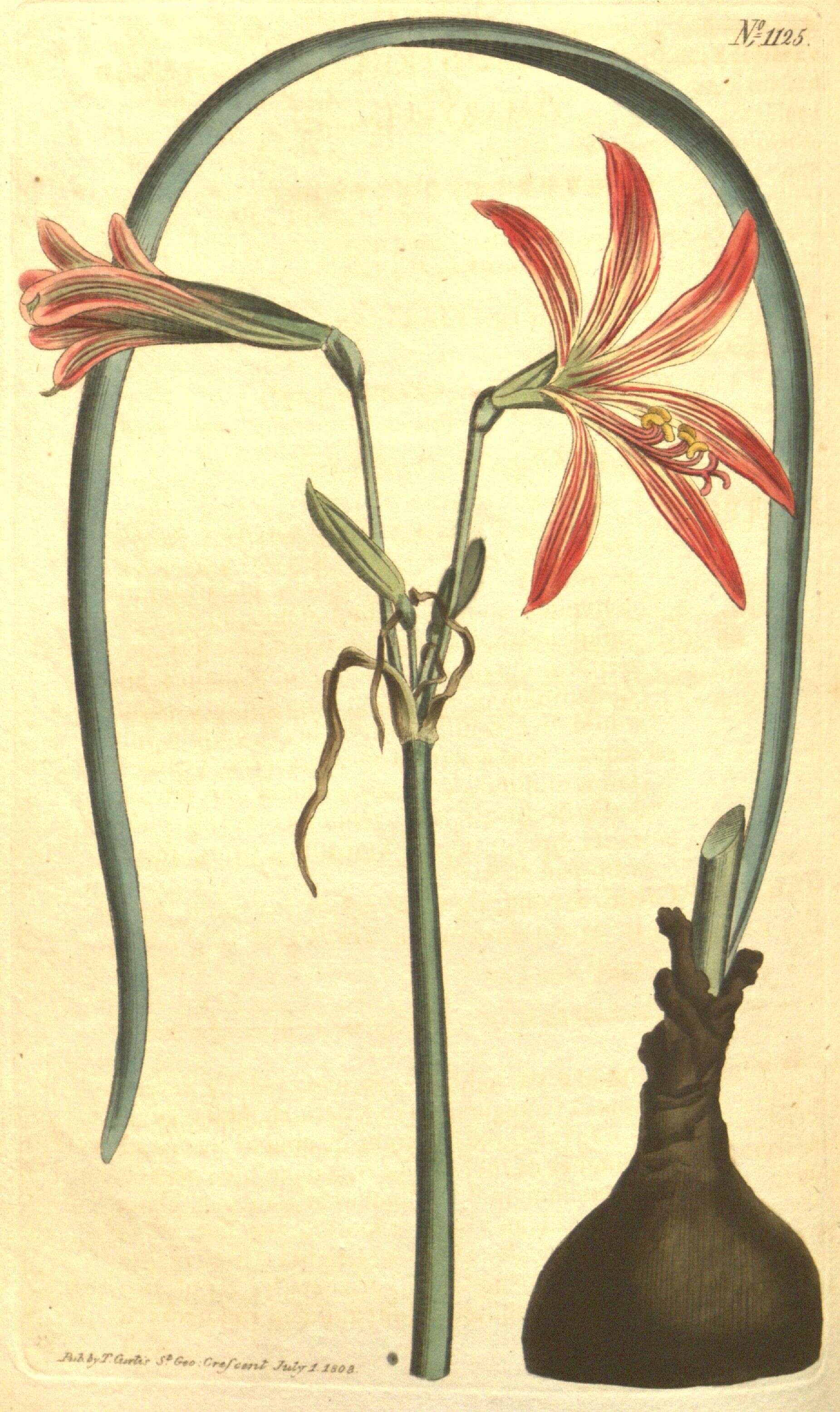 Image of amaryllis family