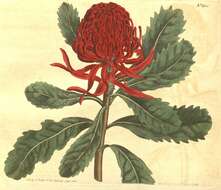 Image of New South Wales waratah