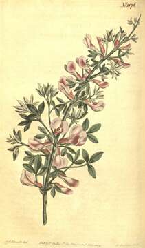 Cytisus purpureus Scop.的圖片