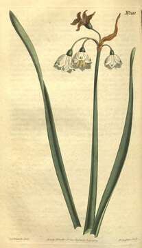 Image of Loddon lily