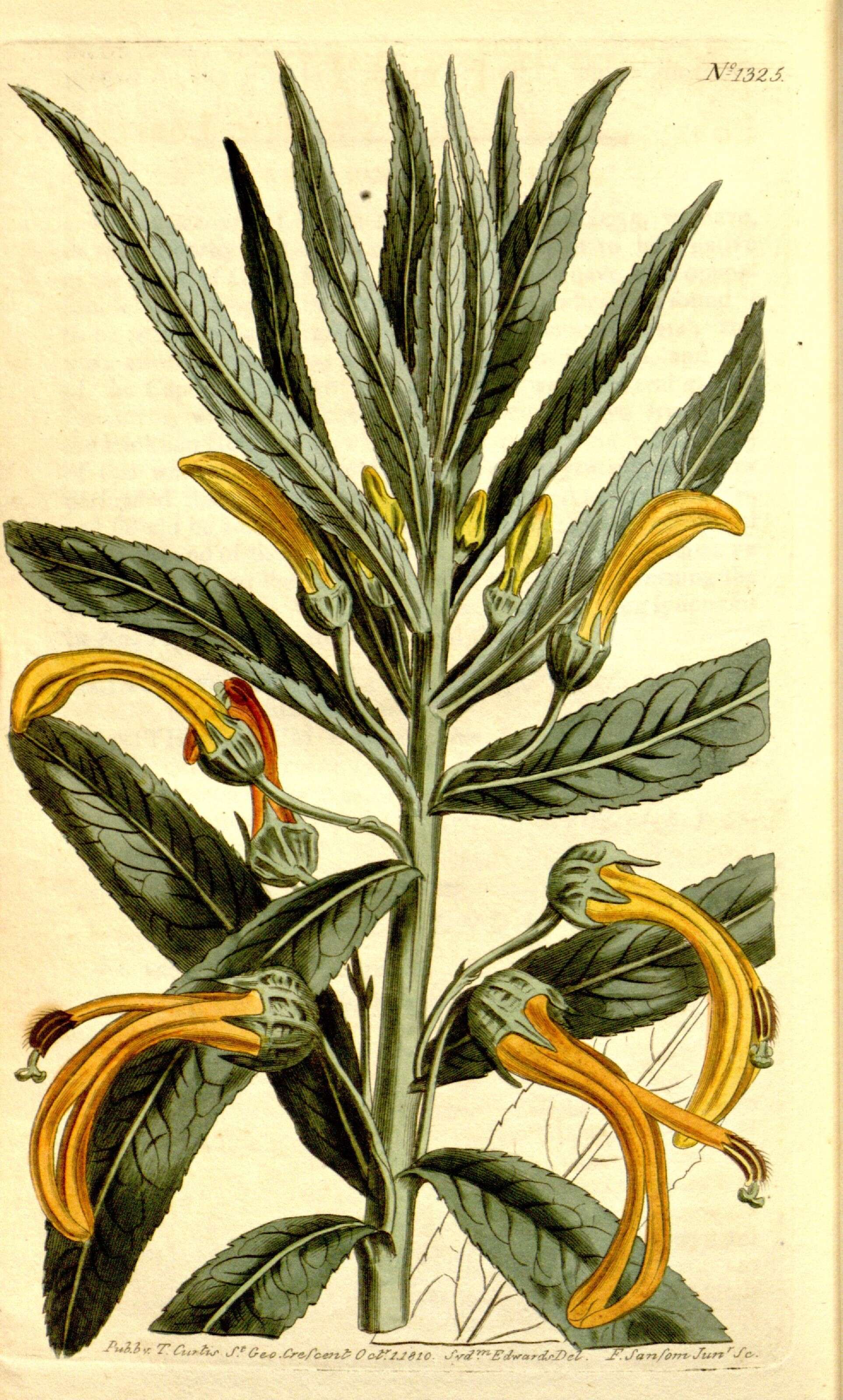 Image of bellflowers