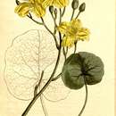 Image of Menyanthaceae