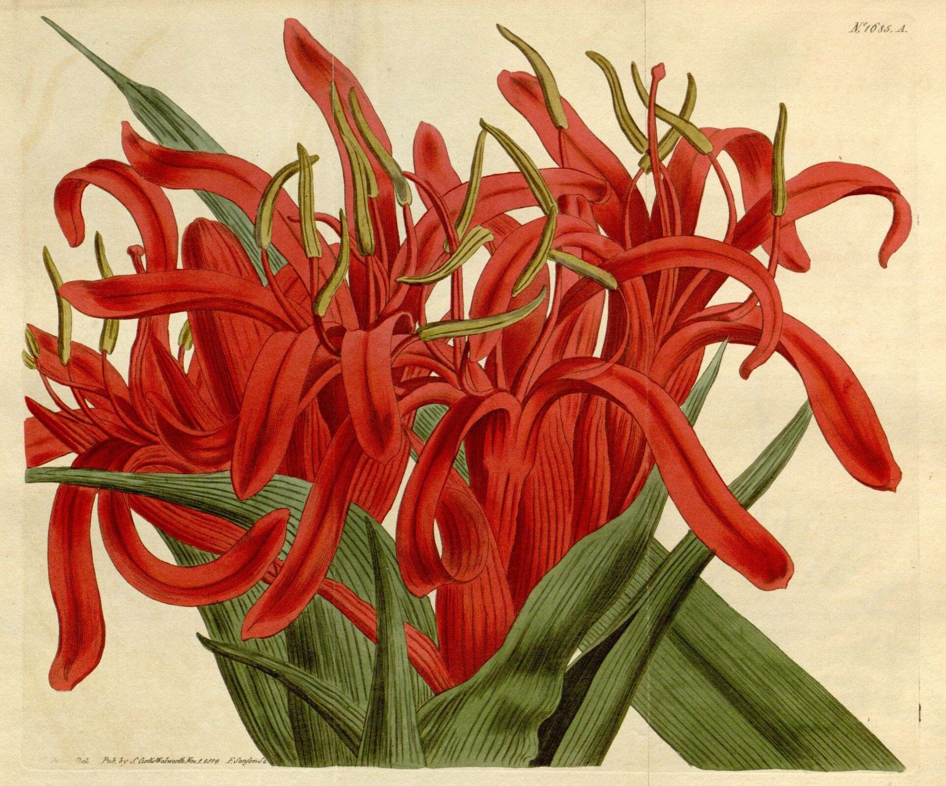 Image of flame lily