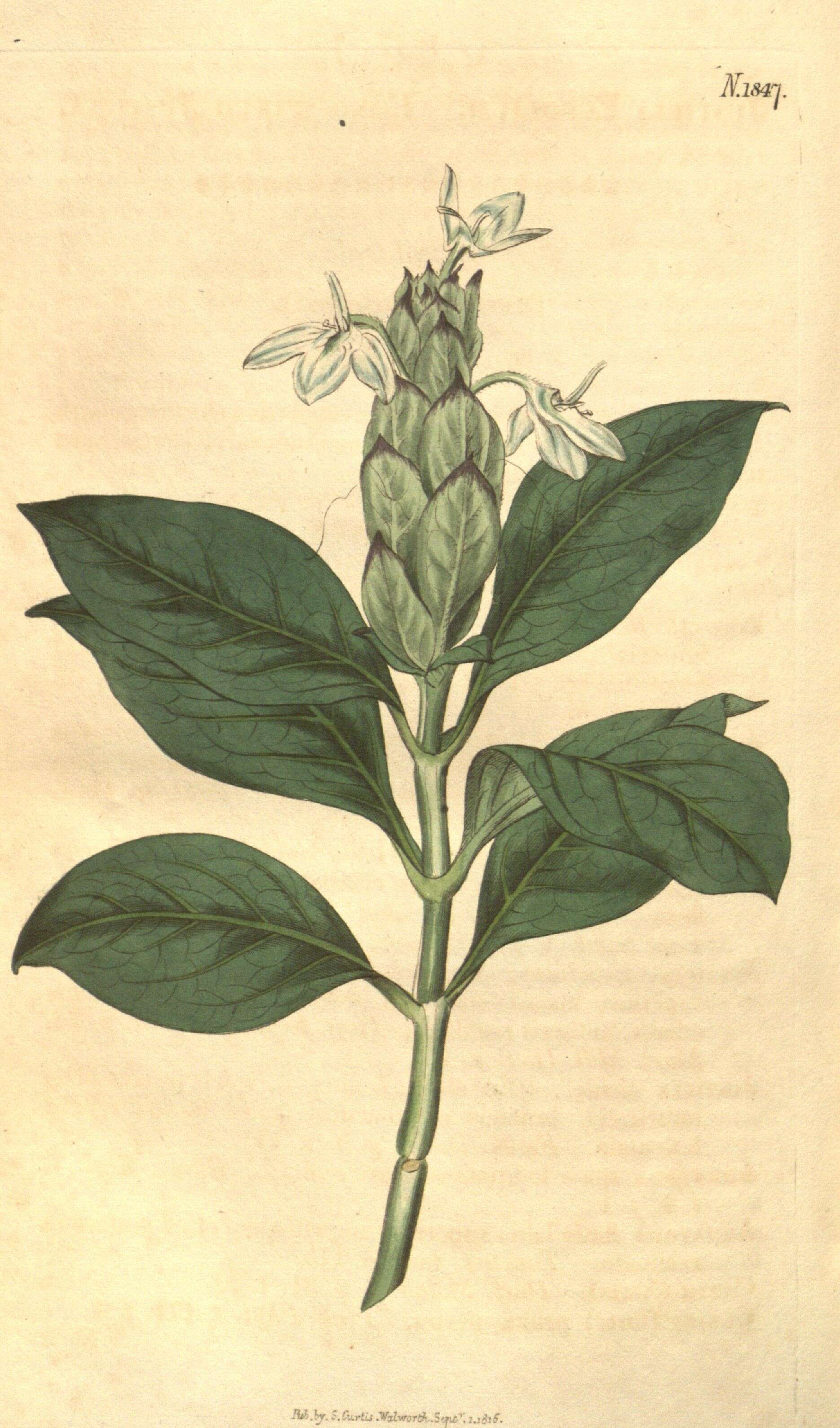 Image of acanthus family