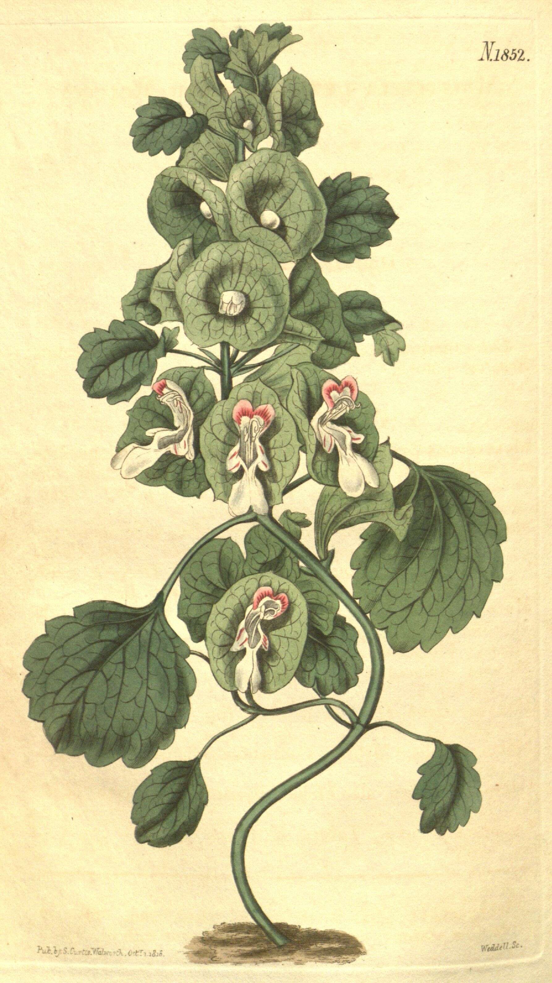 Image of mint family