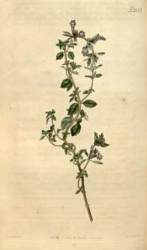 Image of Clinopodium alpinum (L.) Kuntze