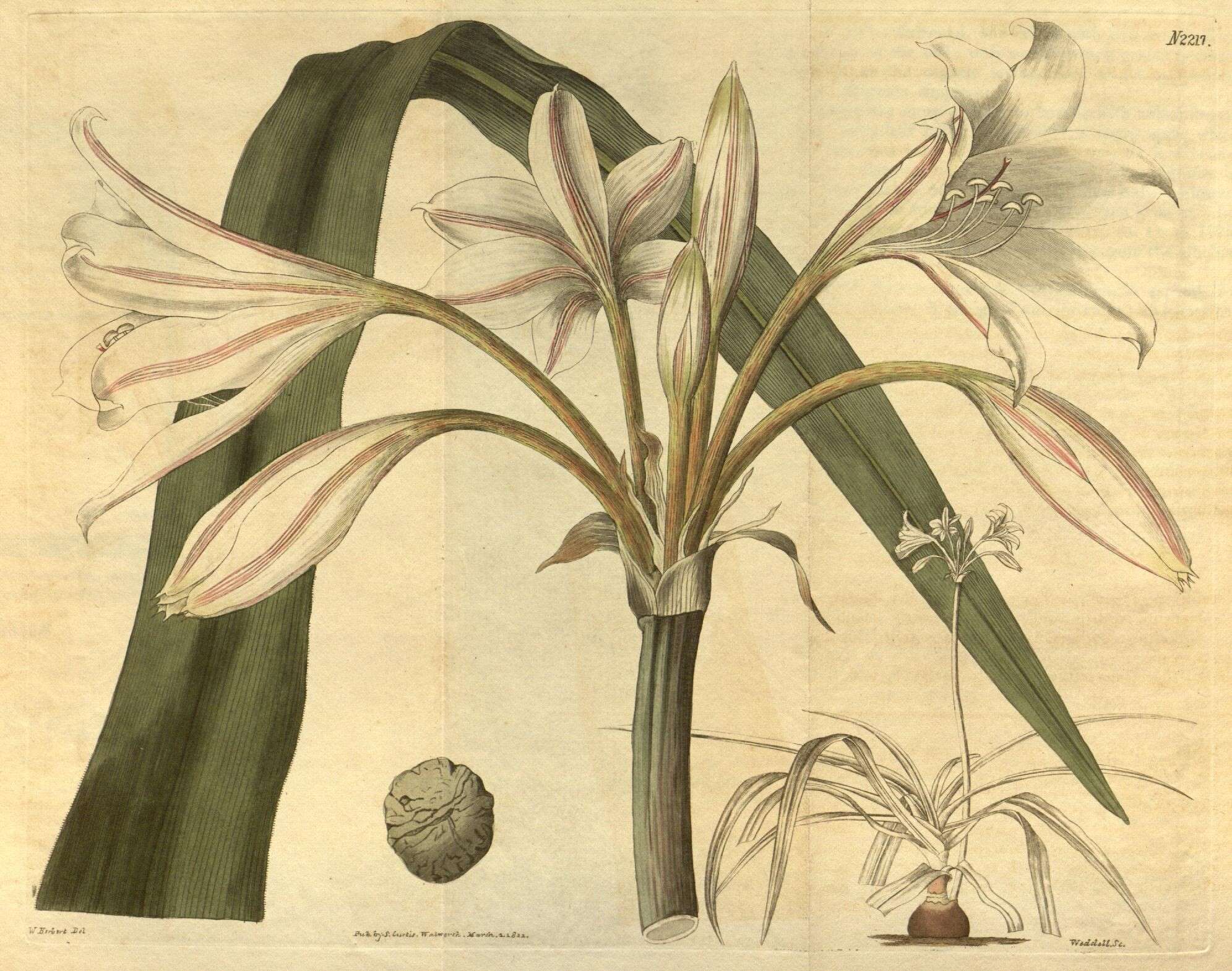 Image of amaryllis family