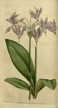 Dodecatheon meadia subsp. meadia resmi