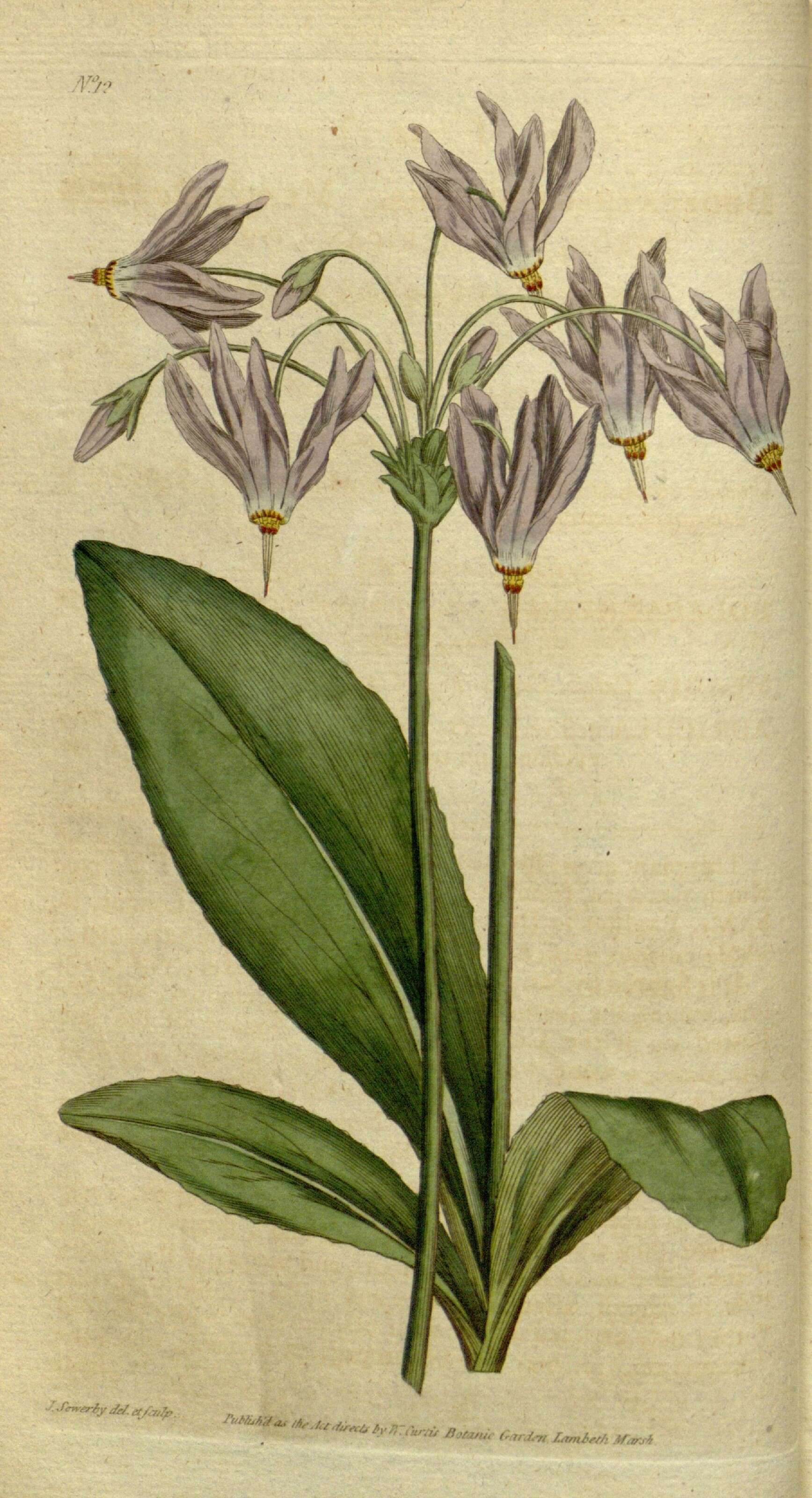 Image of American Cowslip