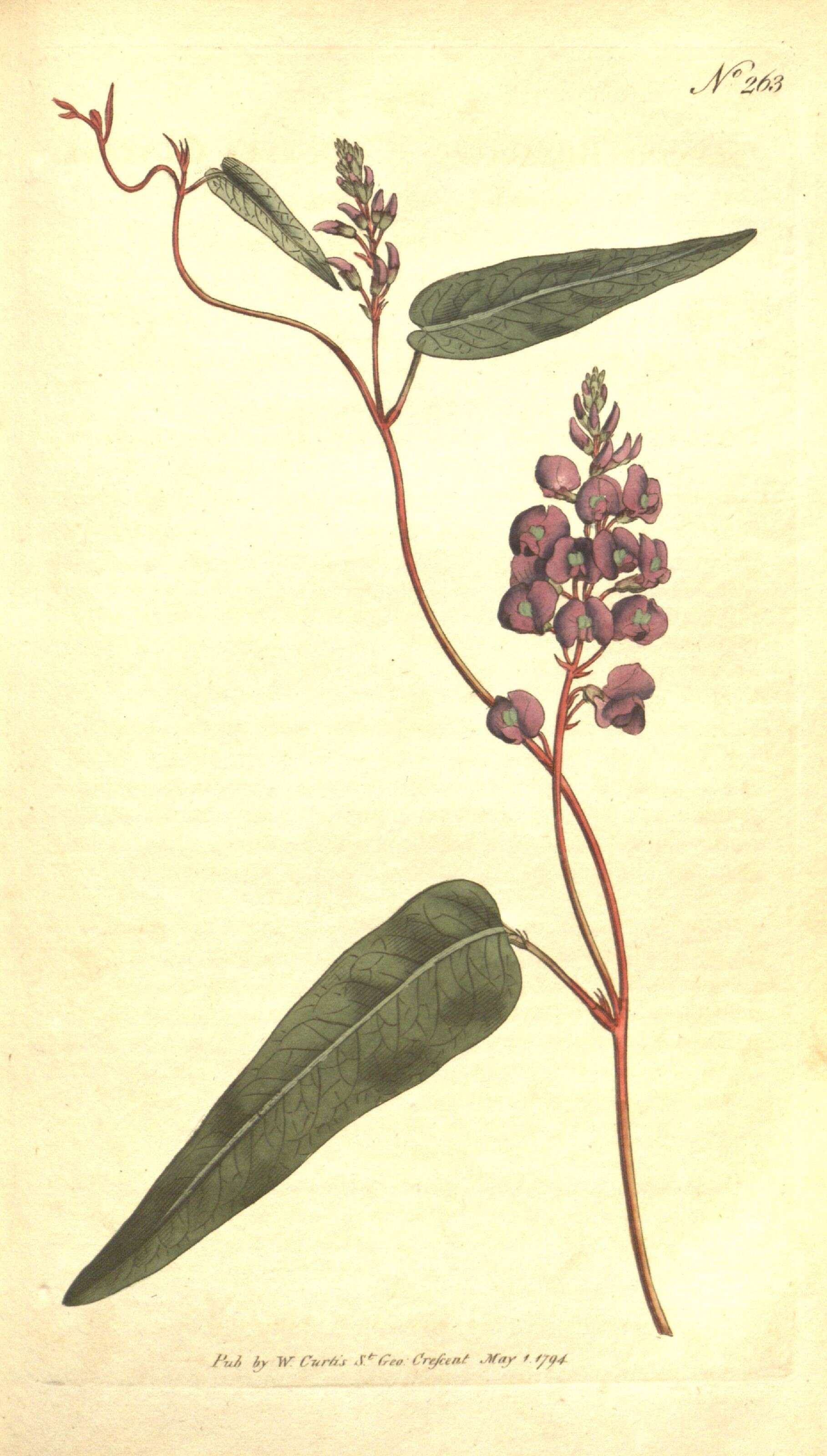 Hardenbergia violacea (Schneev.) Stearn resmi