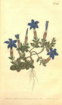 Image of spring gentian