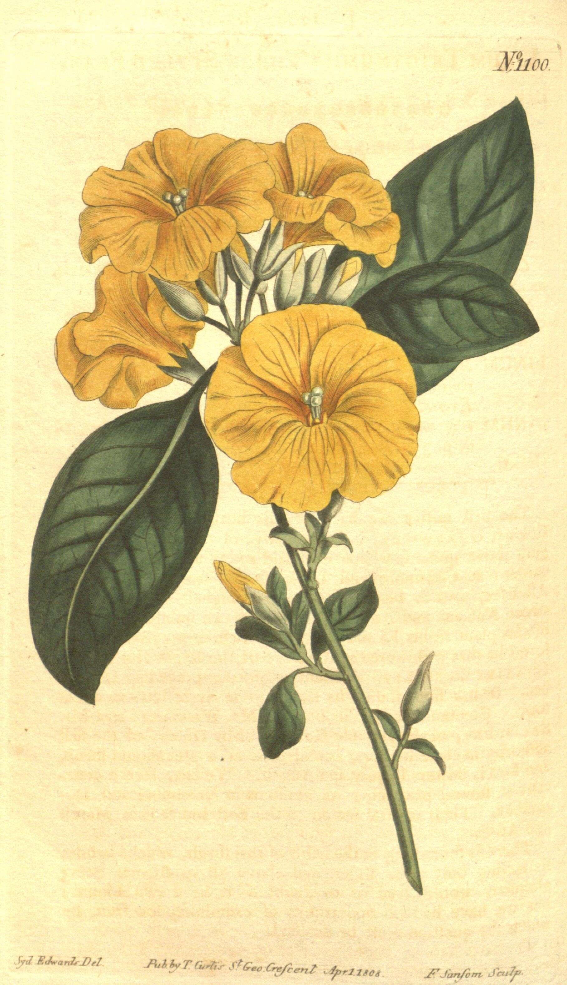 Imagem de Linaceae