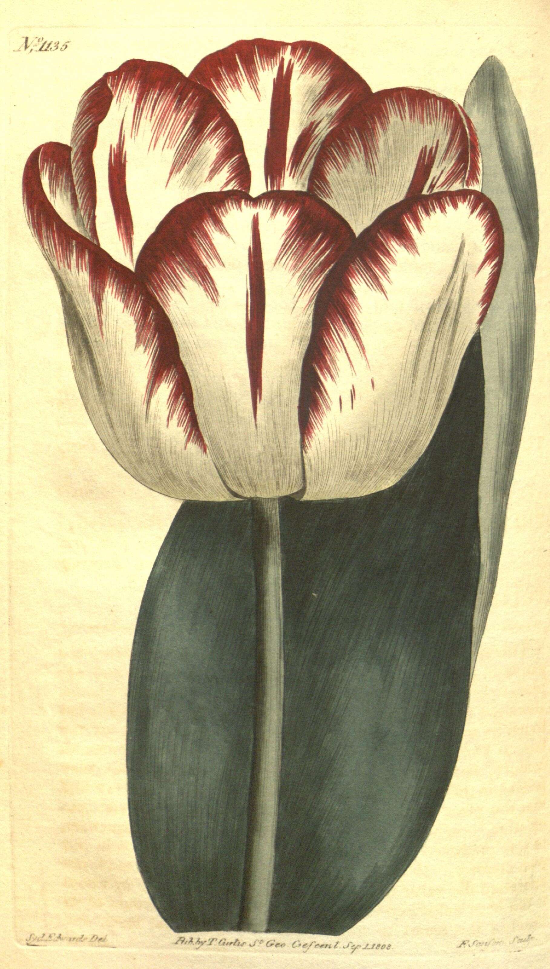 Image of Didier's tulip