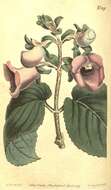 Image of Brazilian gloxinia