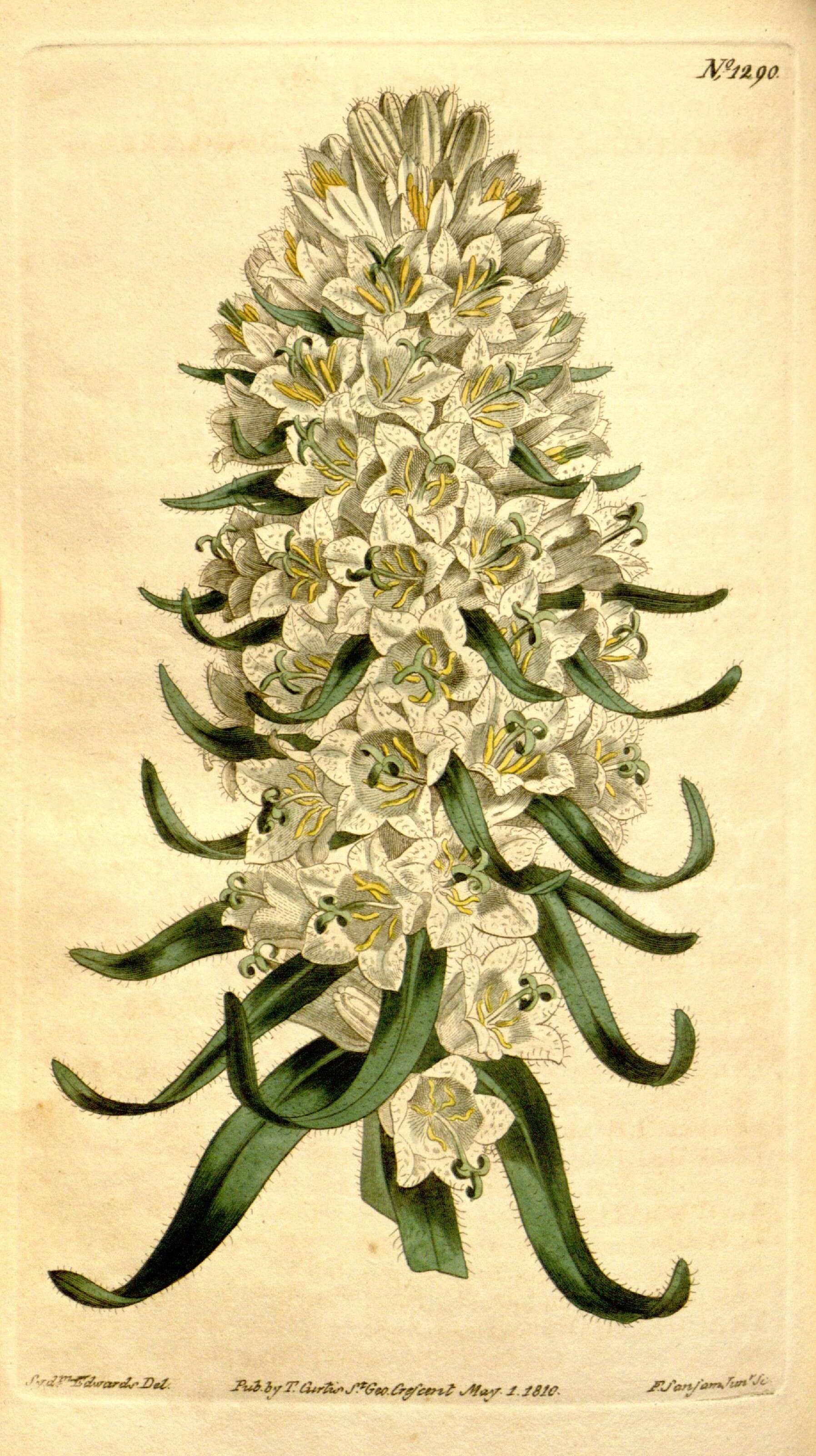 Image of bellflowers