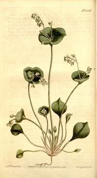 Image of Miner's lettuce