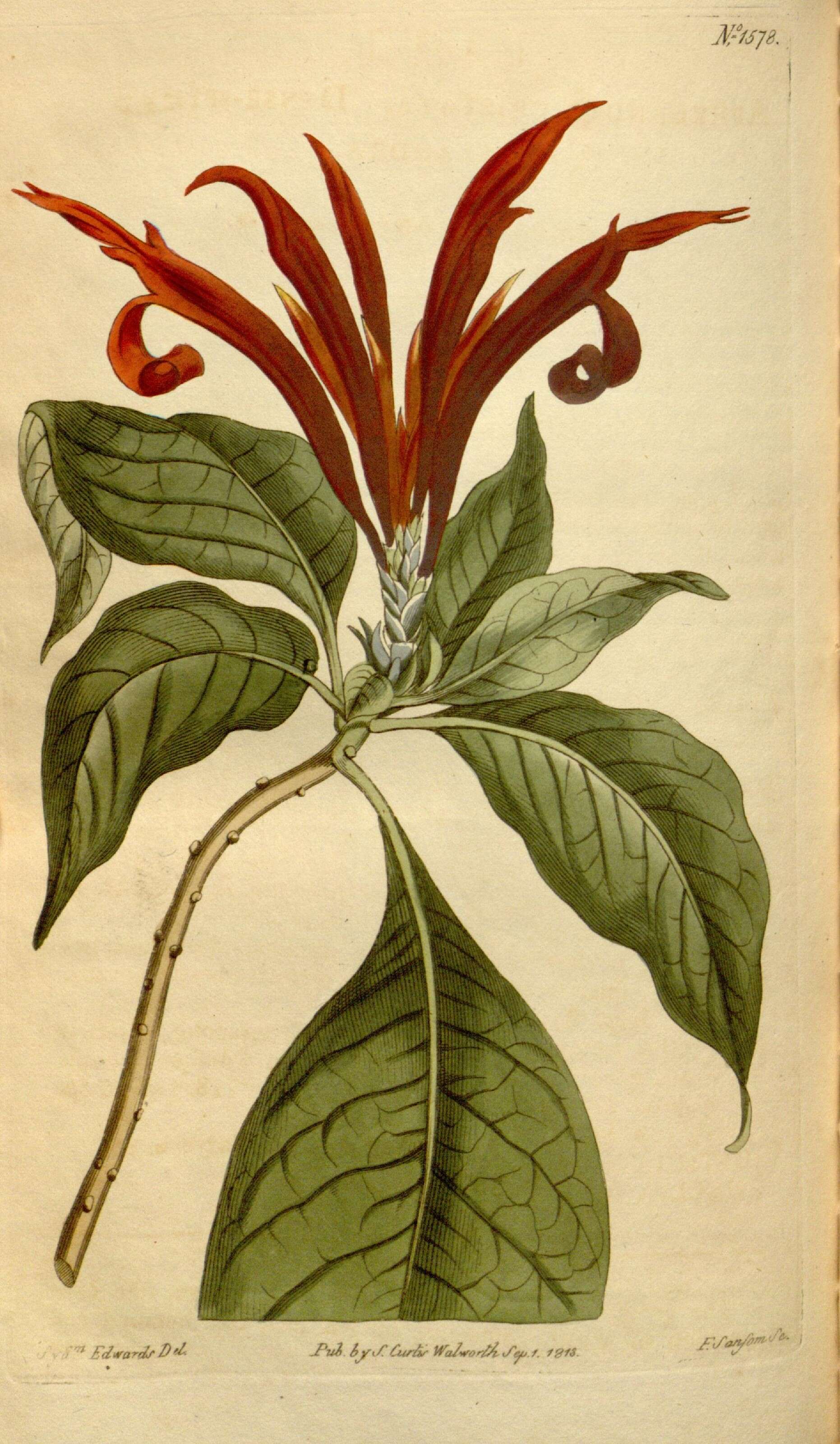 Image of acanthus family