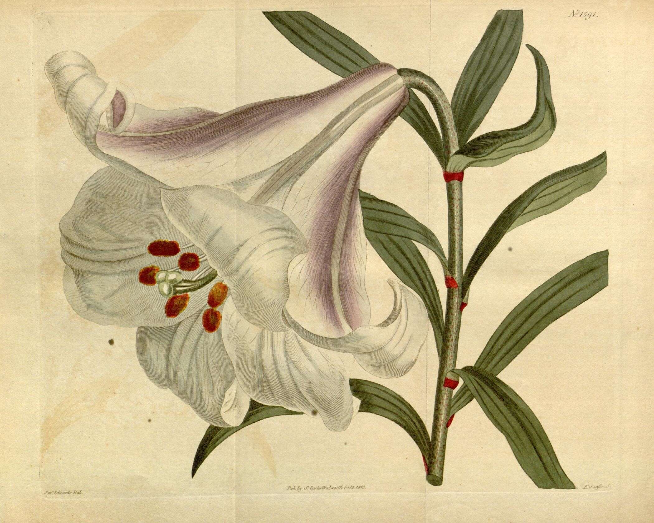 Image of Lilium japonicum Thunb.