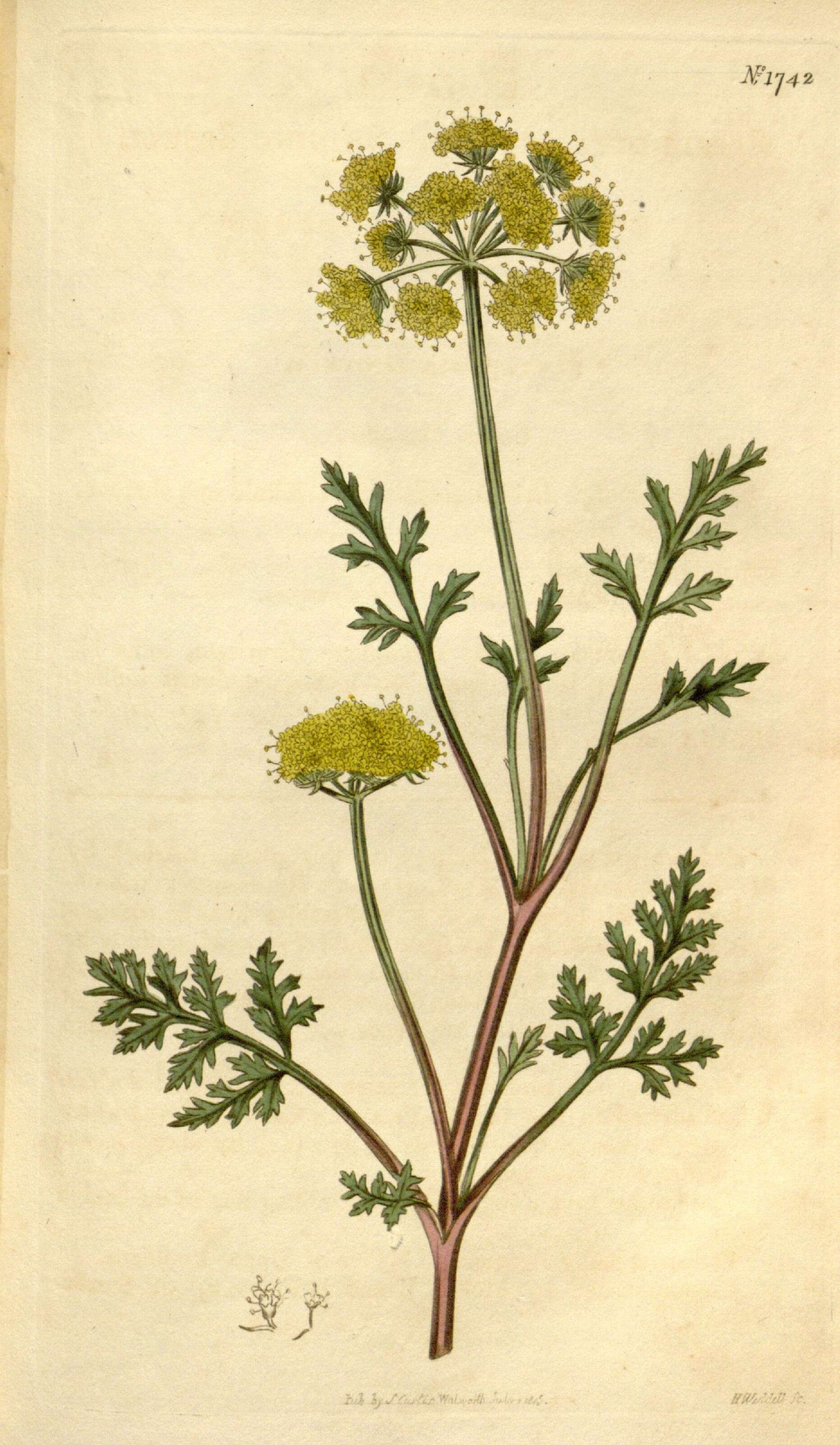 Image of umbellifers